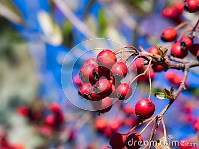 red hawthorn fruit (Hawthorn berry) Stock Photo
